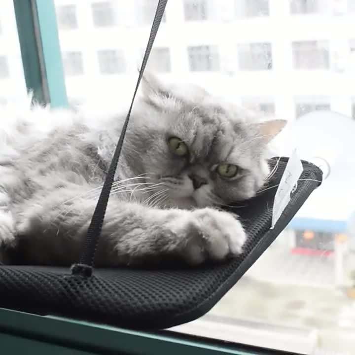 Suction Cup Cat Hammock – All Seasons