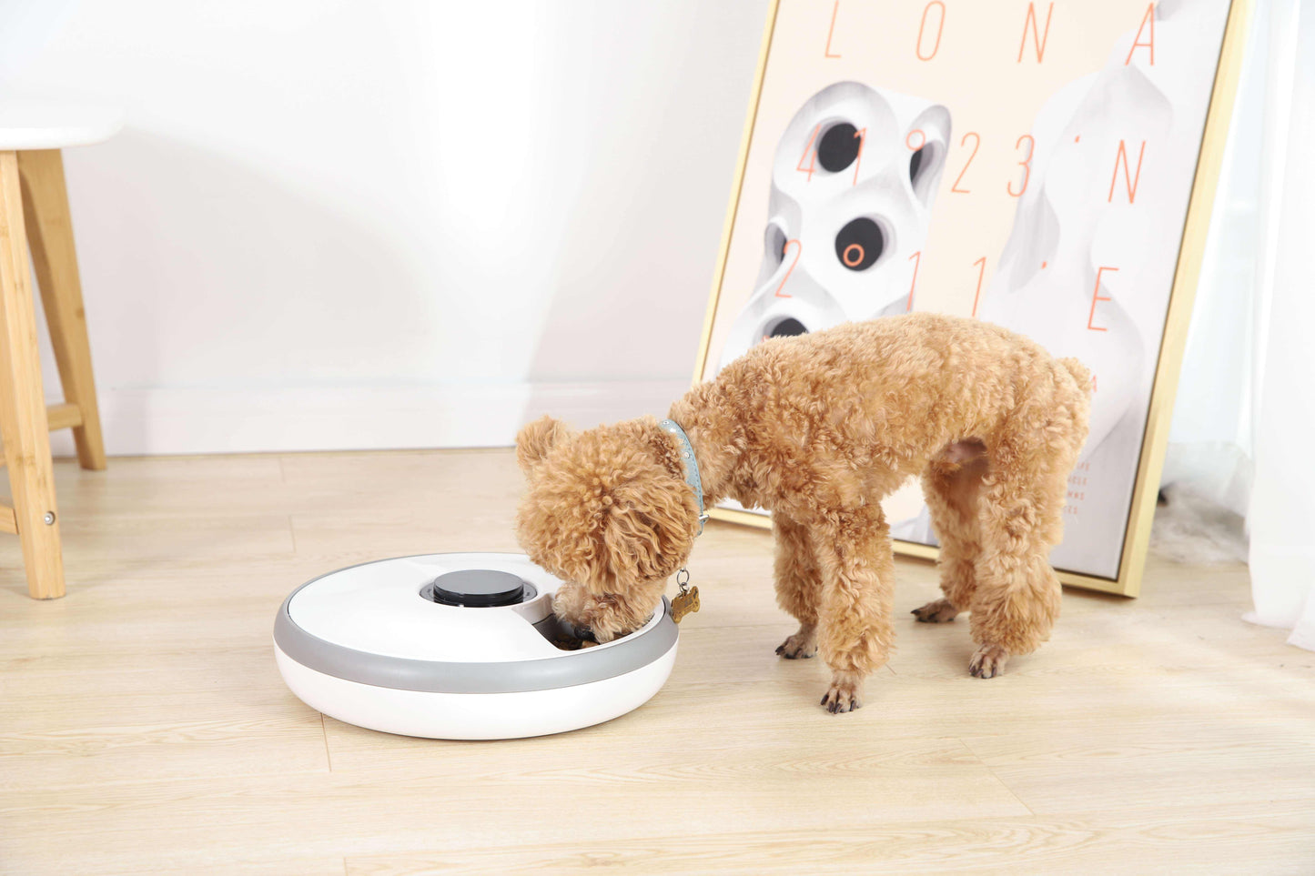 6-Meal Timed Automatic Pet Feeder